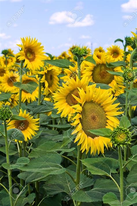 Sunflower Field Stock Photo Picture And Royalty Free Image Image