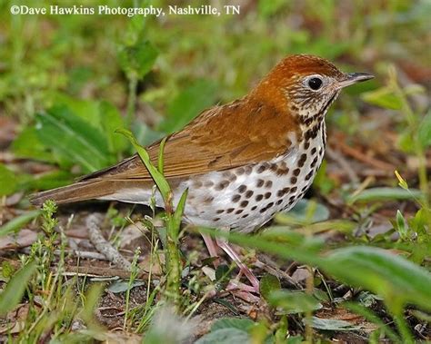 Tennessee Watchable Wildlife Wood Thrush Common Birds Backyard