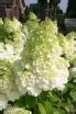 Hortensja Bukietowa Magical Moonlight Na Pniu Hydrangea Paniculata C