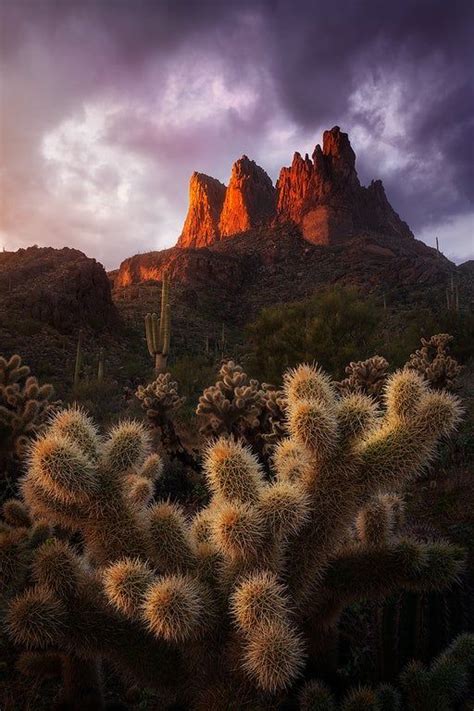 Known As The Jumping Cactus For A Reason These Cholla Are As Painful