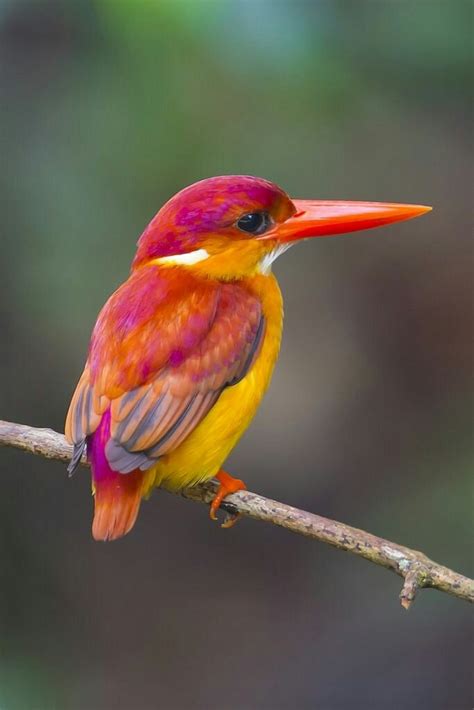 Aves Exóticas Mundo Animal Pericos