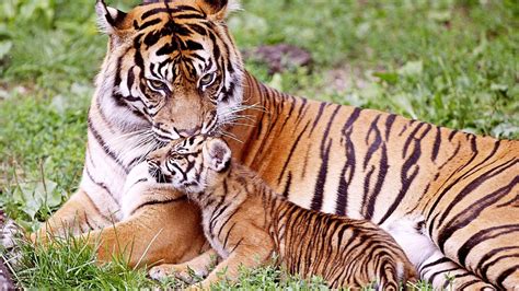 Tiger Cub And His Mom Backiee