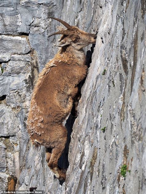 Goats Appear To Defy Gravity As They Scale 160ft Wall To Lick Minerals