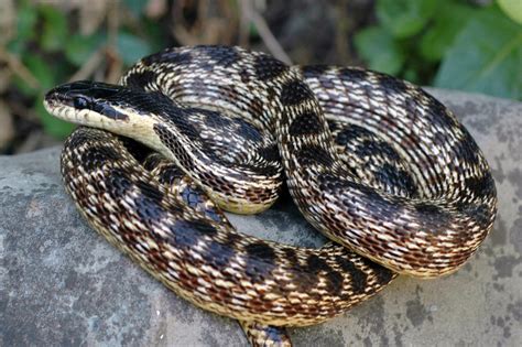 New Snake Species In Europe Named After A Long Forgotten