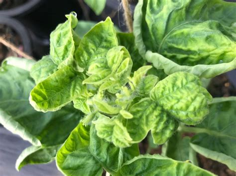 Curly Top On Plants Information About Curly Top Virus Symptoms