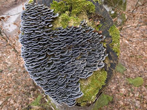 This curious mushroom is named for the colorful stripes it contains. Turkey Tail facts and health benefits