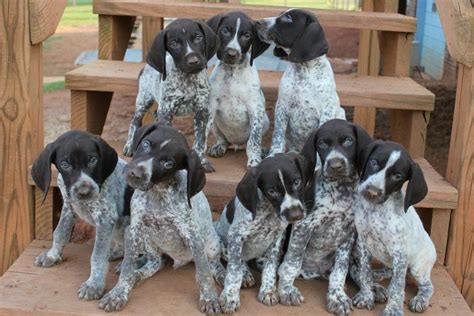 Both girls are $300.00 each. german-shorthaired-pointer-puppies-asheville-nc.jpg (960× ...