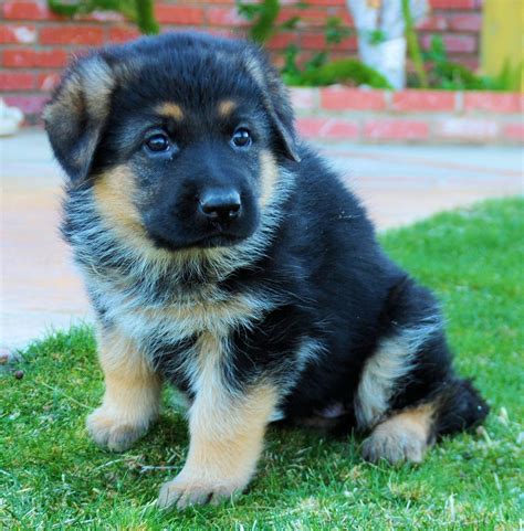 German Shepherd Puppies For Sale Puppies For Sale Blog Wustenberger