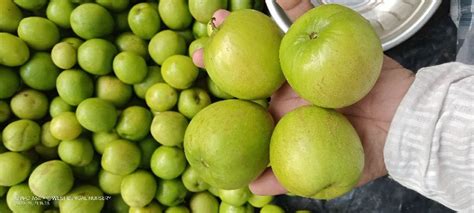Thai Green Apple Ber Plant Guava Plant Manufacturer From North 24 Parganas West Bengal