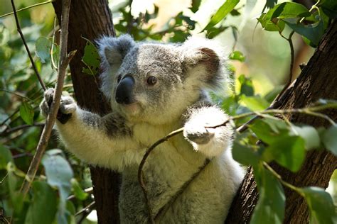 Koala Beer Gratis Foto Op Pixabay