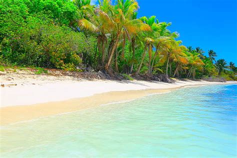 50 Sunny Idyllic Caribbean Lonely Palm Tree Turquoise Beach Sunrise