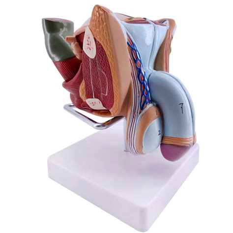 Buy Genital Organ Anatomy Model Of Male Reproductive System Pelvic