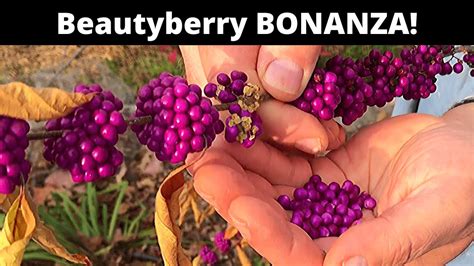 Beautyberry Grow And Eat A Spectacular Berry Youtube