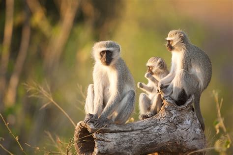 Mlilwane Wildlife Sanctuary Wildlife Location In South Africa Africa