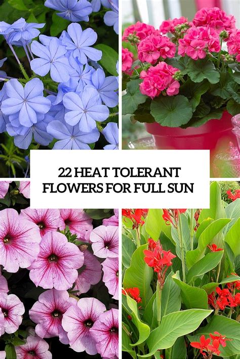 22 Flowers For Full Sun And Heat Tolerant Flowers Garden Ideas