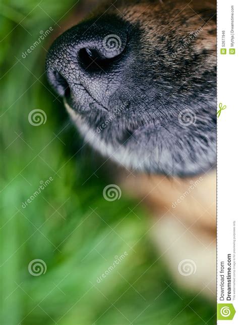 Dog Snout Stock Photo Image Of Dogs Animal Beautiful 52677946