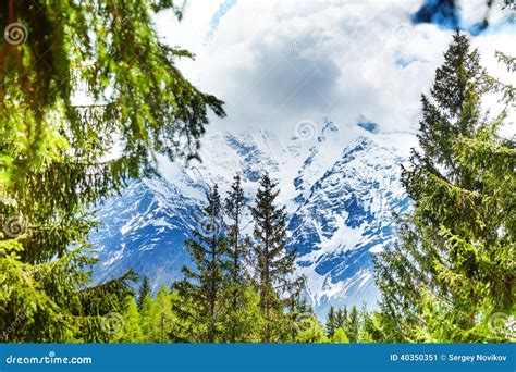 Mont Blanc Alps View Through Fir Trees Stock Image Image Of Journey