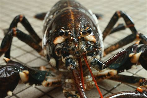 What Happens When A Lobster Releases A Claw Food And Life Lover