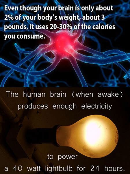 18 interesting human body facts that might surprise you techeblog