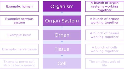 Organs — Definition And Overview Expii