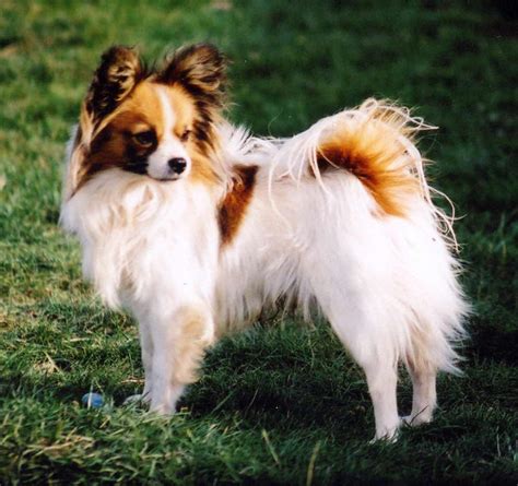 Founded in 2012, papilon savunma is turkey's first biometric technology company. Papillon Dog Breed » Information, Pictures, & More