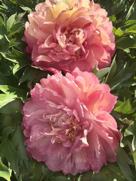 Peonies make wonderful cut flowers, lasting more than a week in a vase. Growing Peonies in the South | Triangle Gardener Magazine