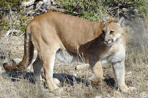 Estimating Texas Mountain Lion Population Is Like Herding