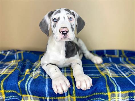 Great Dane Puppy Blue Harlequin Id1415 Located At Petland Florence