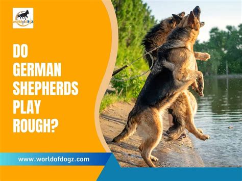 10 Easy Ways To Train An 8 Week Old German Shepherd Puppy World Of Dogz