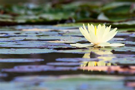 Teratai Kuning Atau Bunga Lili Air Di Kolam Foto Stok Unduh Gambar