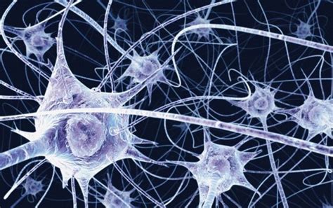 Bei nervenzellen und dendritischen zellen. Neuronale Knotenpunkte: Gehirn verarbeitet Informationen ...
