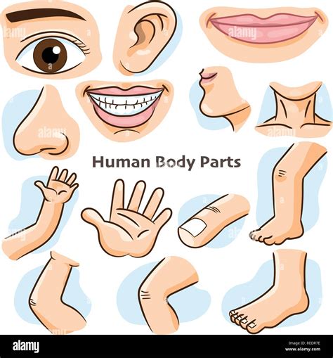 ideas de cuerpo humano cuerpo humano partes del cuerpo humano my xxx hot girl