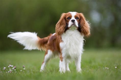 Are King Charles Spaniel Puppies Healthy