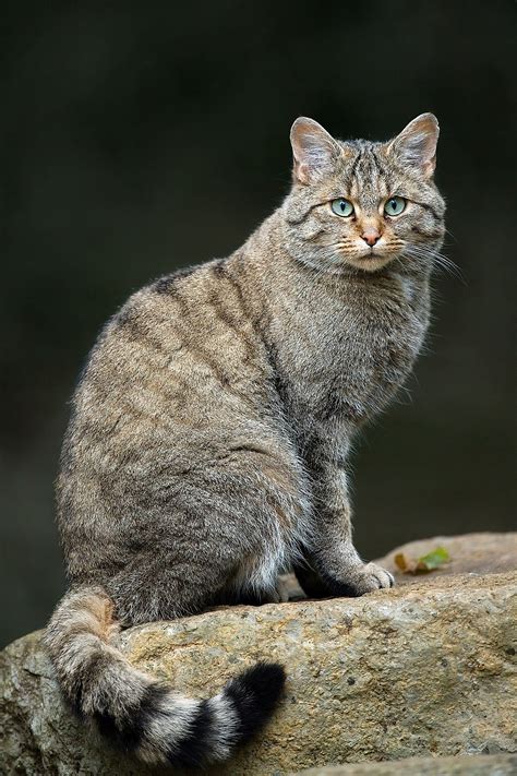 European Wildcat Wikipedia
