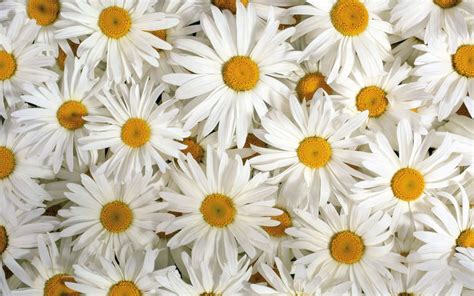 Daisy Flower Bokeh Wallpaper 2560x1600 22785