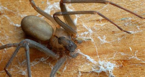 Chilean Recluse Spider Identification Traits And Pictures