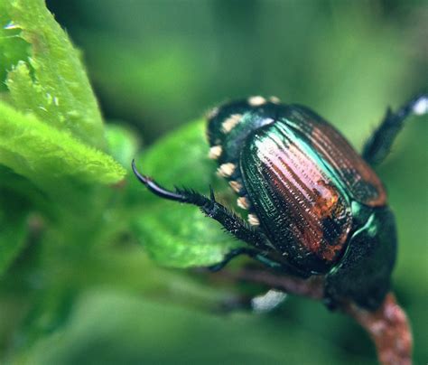 How To Control Japanese Beetles In Your Lawn And Garden