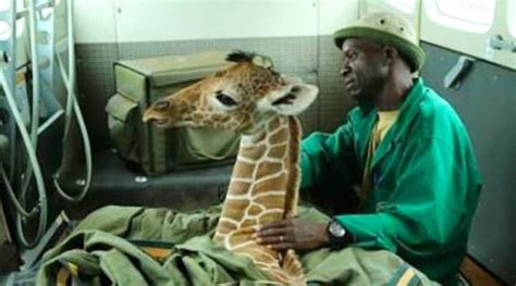 Kiko The Baby Giraffe Finds Surprising Friend After Being Rescued