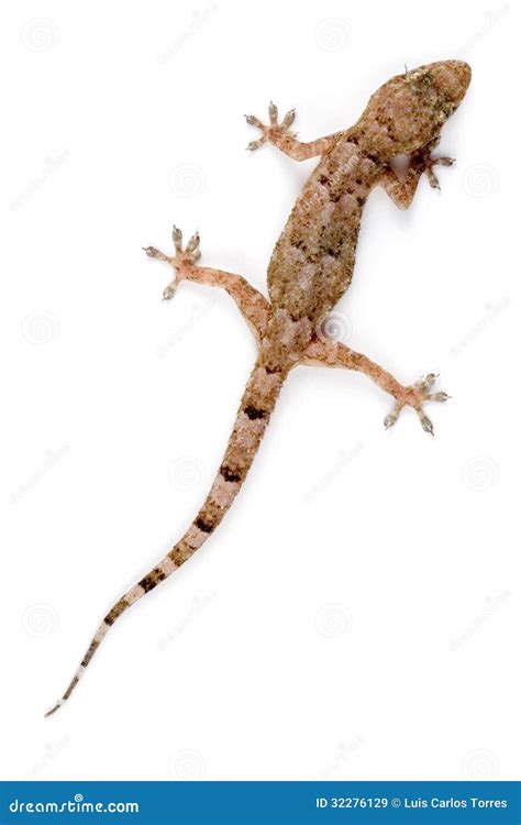 Gecko Climbing Stock Image Image Of Grab Grip Common 32276129