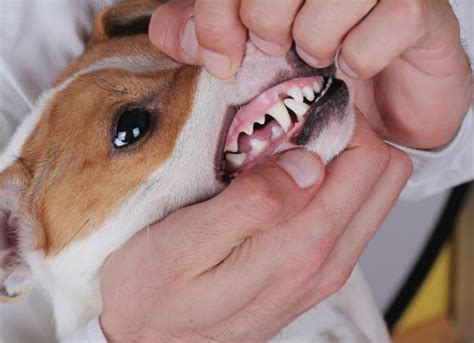 How To Treat Your Dogs Abscessed Tooth Why This Is A Case For The Vets