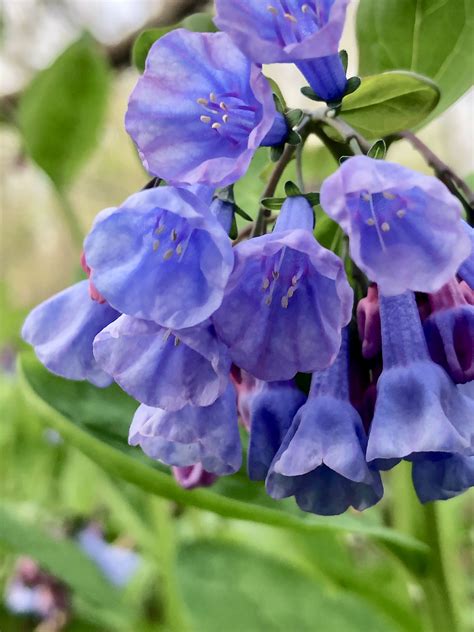 Virginia Bluebells A Springtime Delight In The Great Falls Area