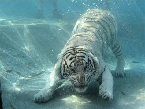 Big Cats That Love Water White Bengal Tiger Dives For Food