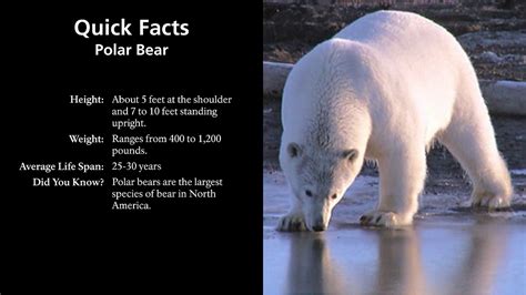 Polar Bears Bears Us National Park Service