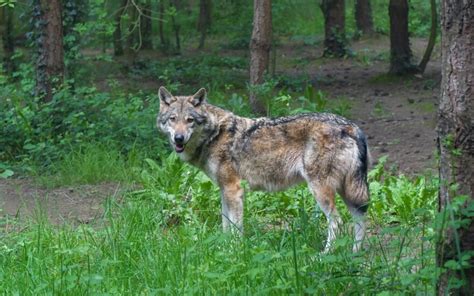 Wolf Populations Steady In Michigans Upper Peninsula Wkar Public Media