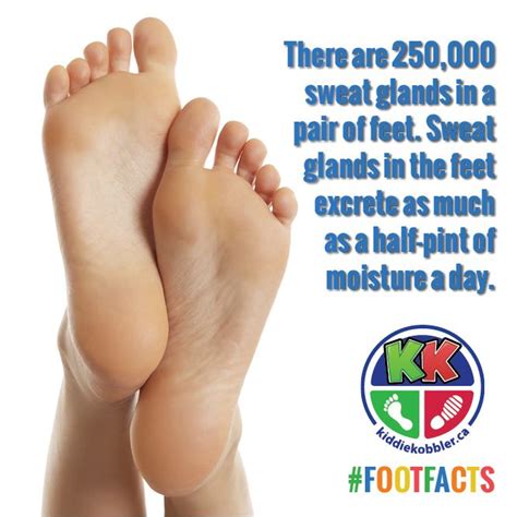 Pin On Foot Facts
