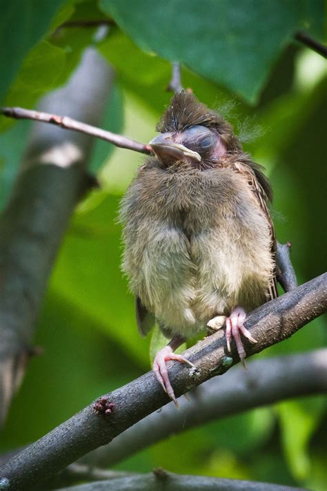 Two of three baby cardinal birds think their mother is coming with food and have their mouths open and ready. Feather Tailed Stories: Northern Cardinal Baby