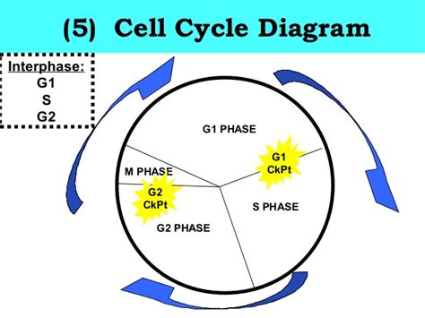What happens in the cell if an. Ths general biology unit 4 heredity cell cycle notes