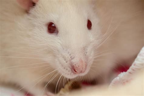 Adorable White Fancy Pet Rat Stock Photo Image Of Little Nose 201200714