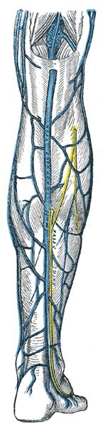 The Veins Of The Lower Extremity Abdomen And Pelvis Human Anatomy