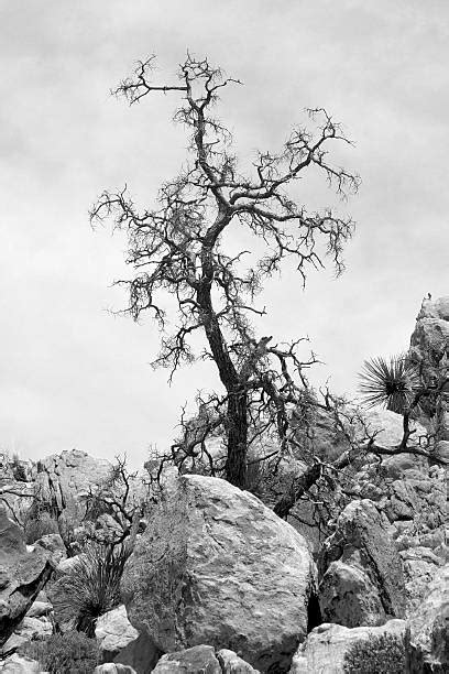 20 Dead Branches On Pinon Tree Stock Photos Pictures And Royalty Free